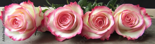 A row of elegant pink and white roses arranged neatly.