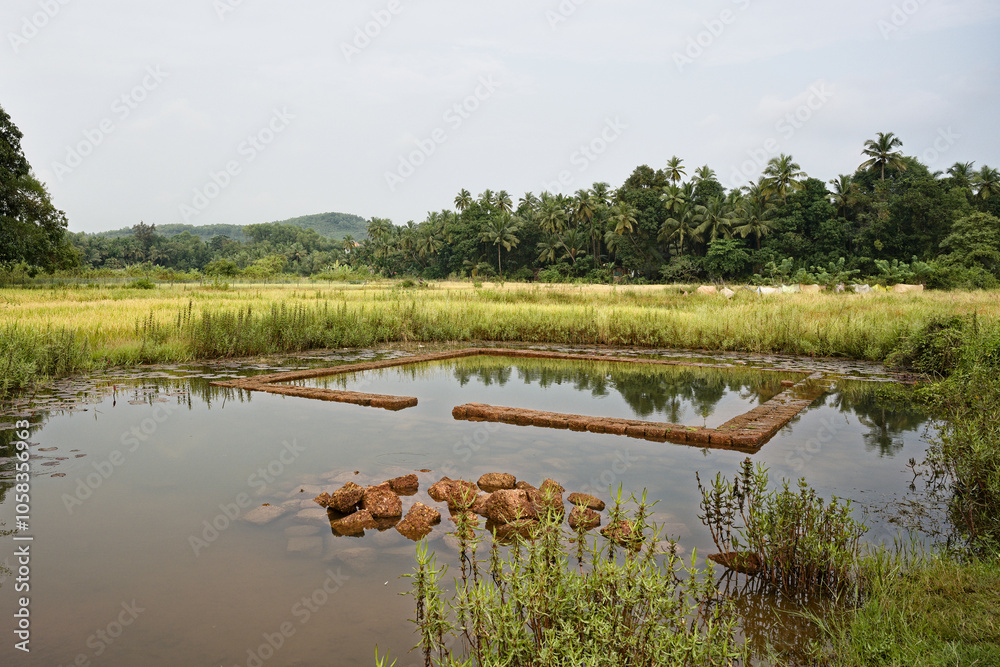 The rice fields of Gokarna: a haven of peace