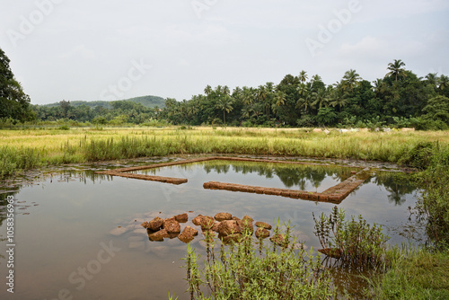 Obraz na płótnie The rice fields of Gokarna: a haven of peace w salonie