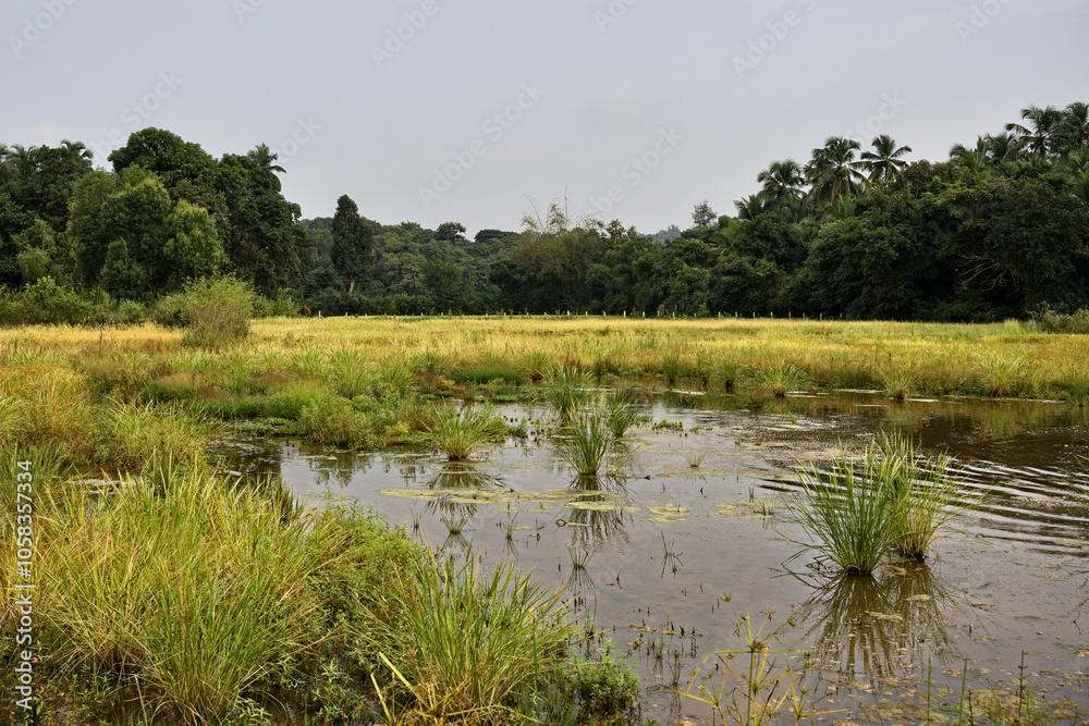 The rice fields of Gokarna: a haven of peace