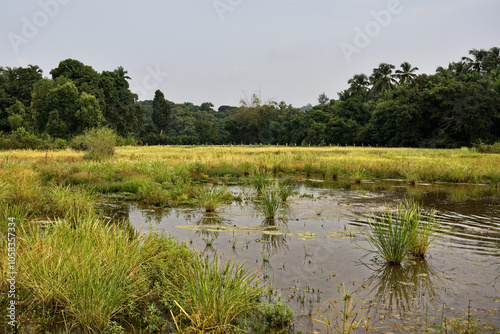 Obraz na płótnie The rice fields of Gokarna: a haven of peace w salonie