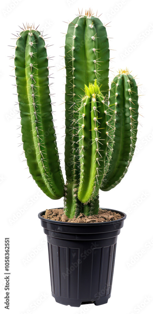 Potted cactus plant with spines Potted cactus plant with spines
