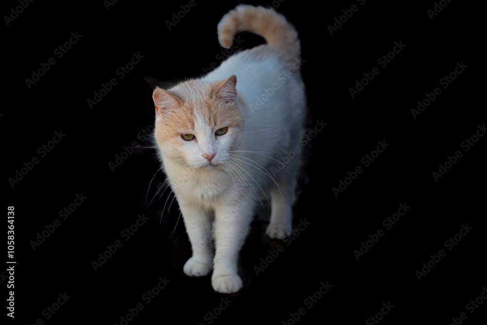 Obraz premium Adult Turkish Van cat, Isolated on a black background.