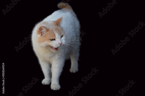 Obraz na płótnie Adult Turkish Van cat, Isolated on a black background.