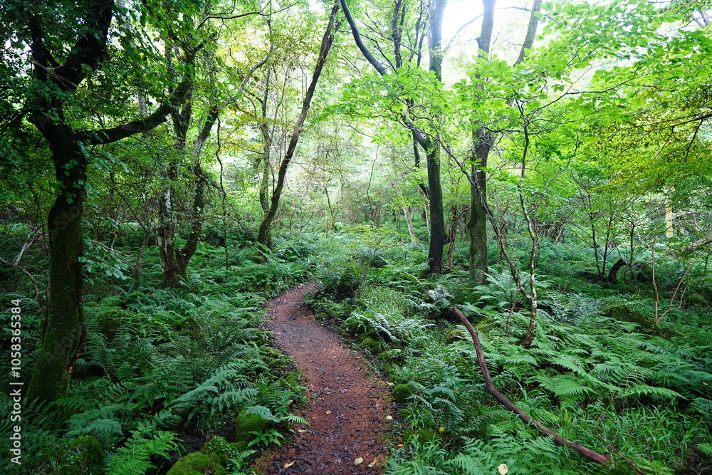 Fototapeta premium fine summer path through dense ferns