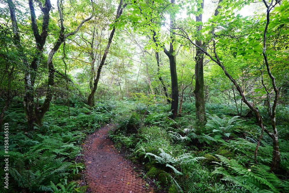 refreshing summer path with fresh ferns refreshing summer path with fresh ferns