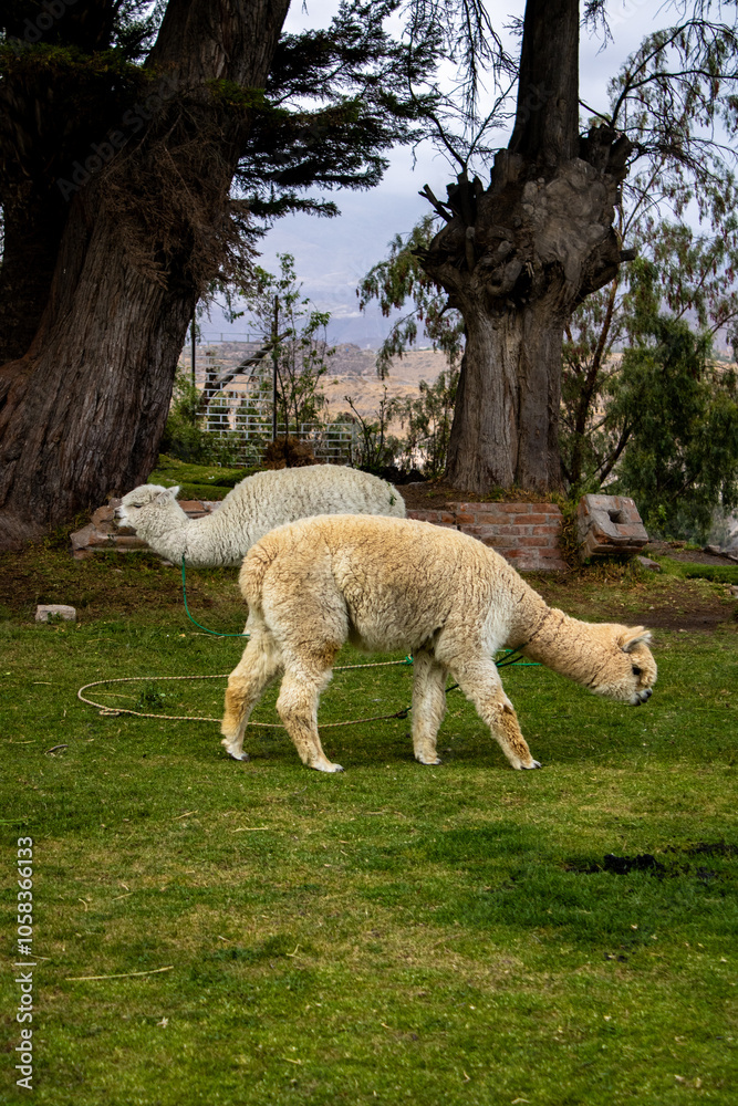 Fototapeta premium alpacas grazing at the viewpoint