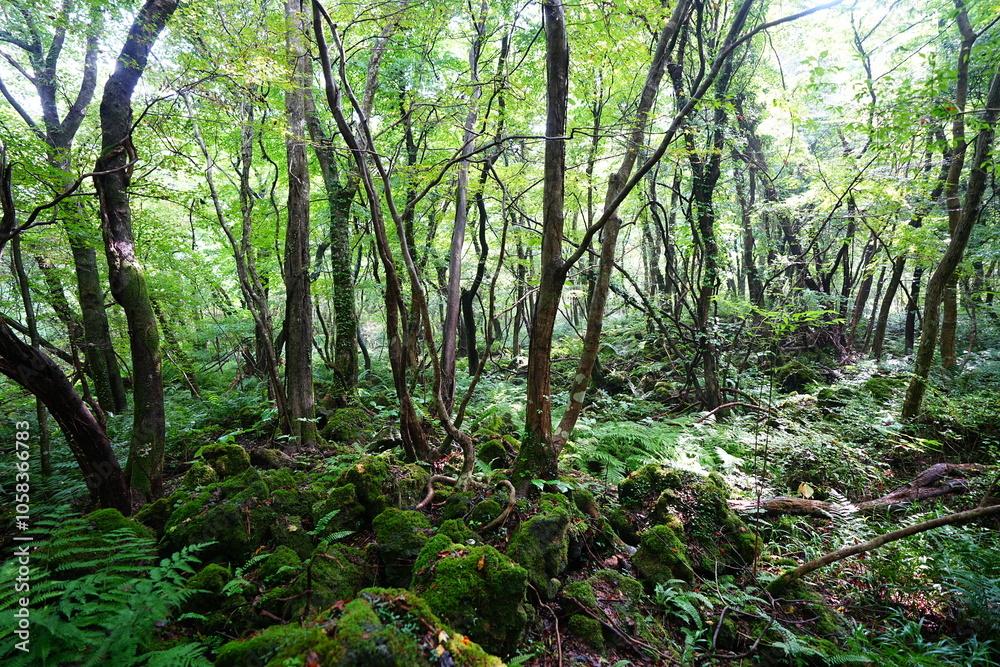 Fototapeta premium dense wild forest with ferns