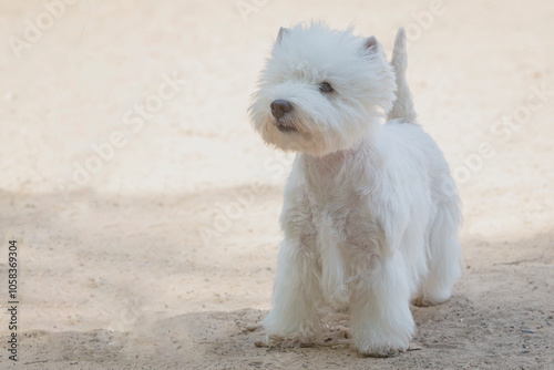 Wallpaper Mural Close-up of a The West Highland White Terrier  dog at a dog show Torontodigital.ca