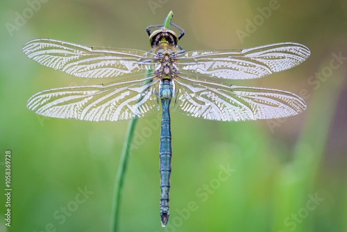 A Brilliant Emerald dragonfly (Somatochlora metallica) resting on a plant, sunny day in summer