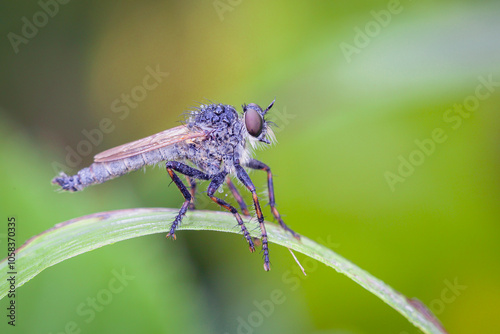 Macro Photo of Robber Fly. Assassin Flies. Asilidae. The Asilidae are the robber fly family, also called assassin flies. This fly is also called Ommatius. photo