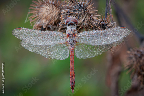 A macro shot capturing a The scarlet dragonfly (Crocothemis erythraea) adorned with morning dew droplets, clinging to a slender twig against a soft green background. photo