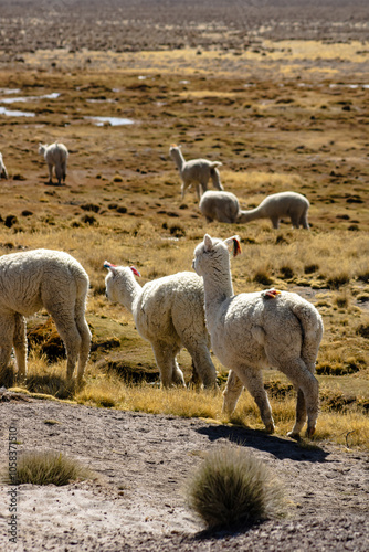 group of alpacas walking on the side of the road