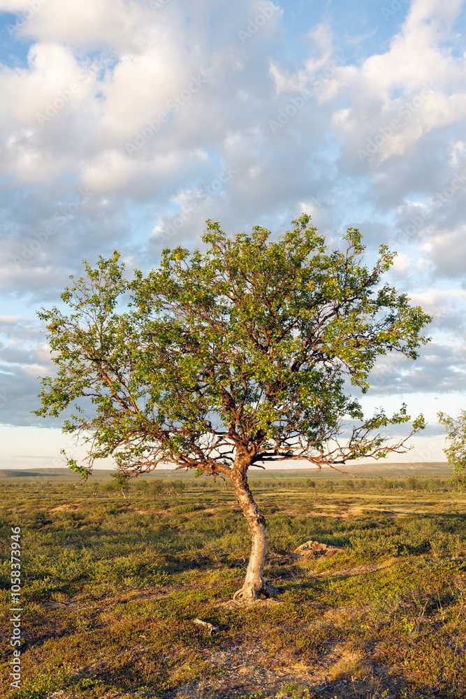 A lone mountain birch lit by sun in the highlands of Utsjoki in the small hours of a summer night during nightless night A lone mountain birch lit by sun in the highlands of Utsjoki in the small hours of a summer night during nightless night