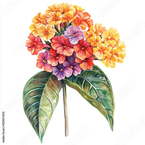 lantana flower watercolor clipart illustration isolated