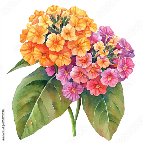 lantana flower watercolor clipart illustration isolated