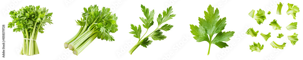 Set of fresh celery leaves, crisp and vibrant, with intricate leaf details, isolated on transparent background. Set of fresh celery leaves, crisp and vibrant, with intricate leaf details, isolated on transparent background.