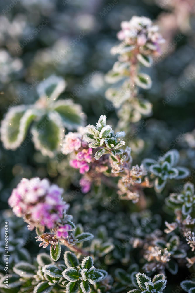 Beautiful thyme in frost on a sunny autumn day Beautiful thyme in frost on a sunny autumn day