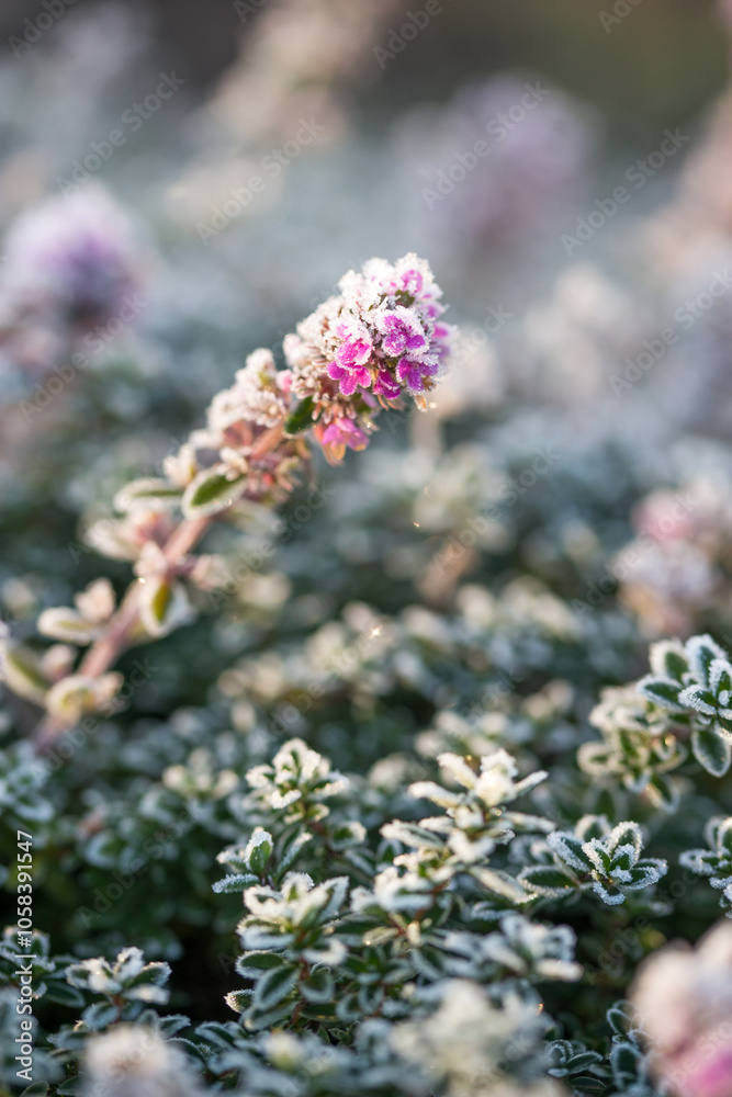 Beautiful thyme in frost on a sunny autumn day Beautiful thyme in frost on a sunny autumn day