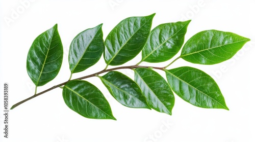 Green leaves javanese treebine isolated on white background