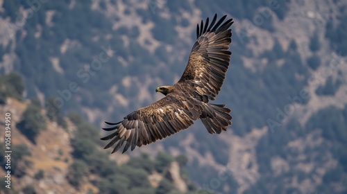 Golden Eagle Soaring Through Mountains