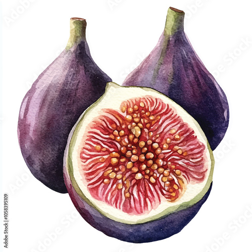  Fig fruit watercolor clipart illustratration