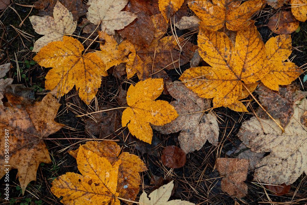 Beautiful yellow maple leaves fallen on the ground in autumn Latvia forest. Seasonal scenery of Northern Europe. Beautiful yellow maple leaves fallen on the ground in autumn Latvia forest. Seasonal scenery of Northern Europe.