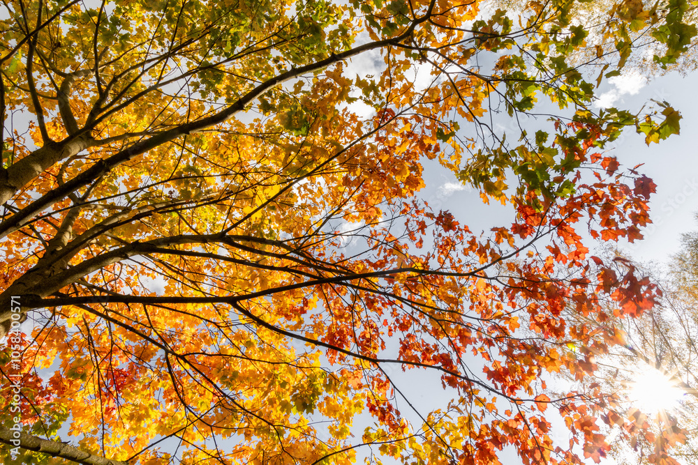 Beautiful golden maple leaves in the branches against blue sky. Sunny autumn day in Latvia. Seasonal scenery of Northern Europe. Beautiful golden maple leaves in the branches against blue sky. Sunny autumn day in Latvia. Seasonal scenery of Northern Europe.