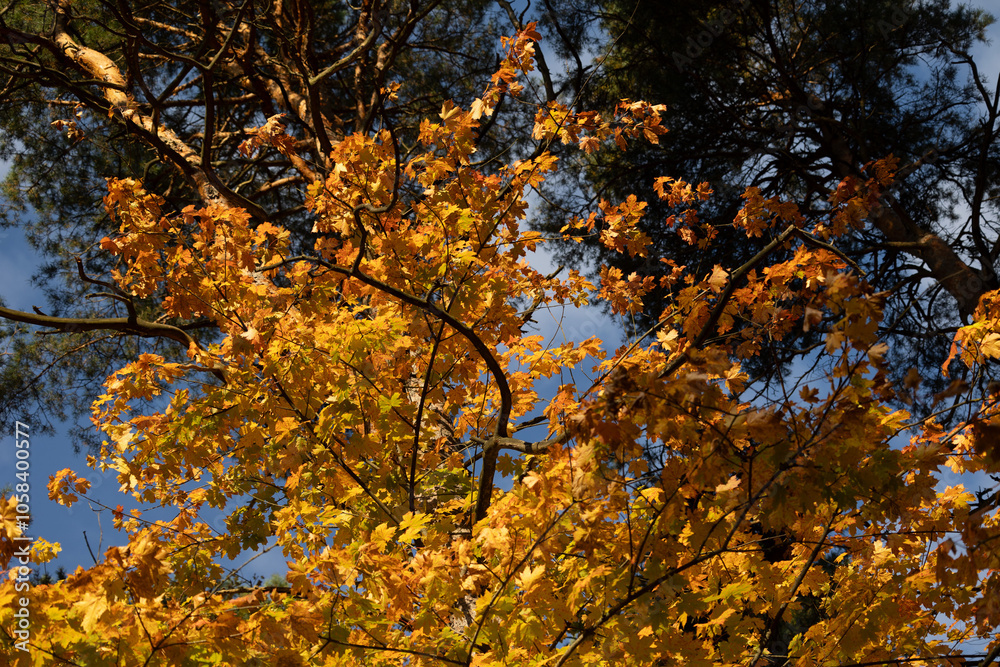 Beautiful golden maple leaves in the branches against blue sky. Sunny autumn day in Latvia. Seasonal scenery of Northern Europe. Beautiful golden maple leaves in the branches against blue sky. Sunny autumn day in Latvia. Seasonal scenery of Northern Europe.