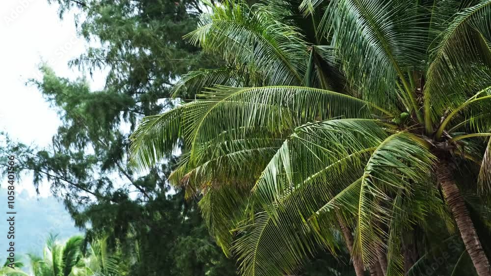 Close-up of palm leaves in a tropical setting, highlighting their rich green hues and intricate textures. This image is perfect for travel and nature themes. Close-up of palm leaves in a tropical setting, highlighting their rich green hues and intricate textures. This image is perfect for travel and nature themes.