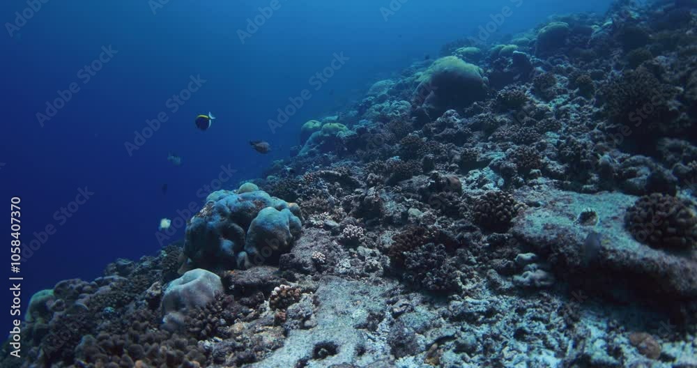 Underwater nature on reef with corals and tropical fishes in blue ocean. Slow motion