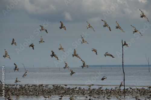 Dramatic shorebirds near the coastal area flying with blue sky background. 