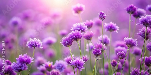 Soft focus on a field of purple flowers swaying gently in the breeze, lavender fields, wildflowers, countryside views, summer landscape, nature scenes