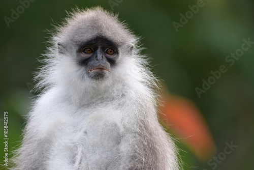 Medium shot of White-Tighed Leaf Monkey with green blurred forest background.