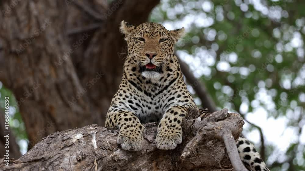 a lazy leopard in a tree front on