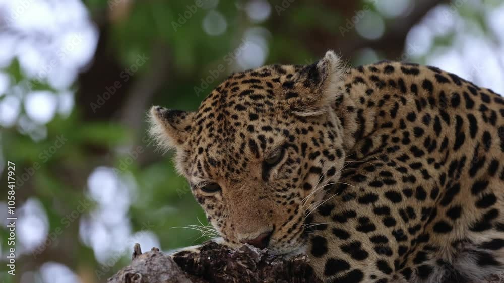 a lazy leopard in a tree close-up. a lazy leopard in a tree close-up.