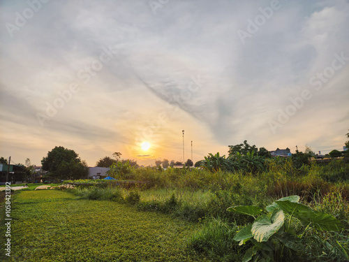 Sunset Over a Lush Green Field with Trees and Vegetation