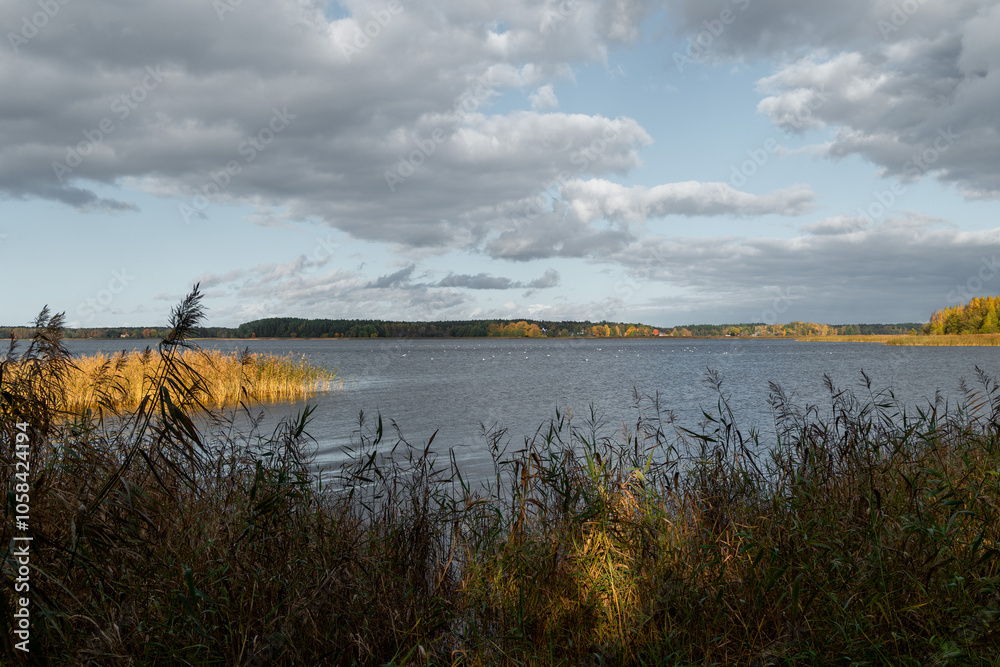 Beautiful sunny autumn day with reeds growing at the lakeside in Latvia. Seasonal scenery of Northern Europe. Beautiful sunny autumn day with reeds growing at the lakeside in Latvia. Seasonal scenery of Northern Europe.