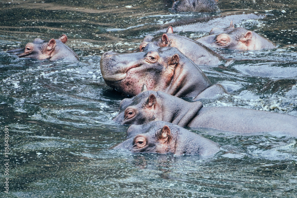 Hippos swim gracefully, Masai Mara Reserve, Kenya Hippos swim gracefully, Masai Mara Reserve, Kenya