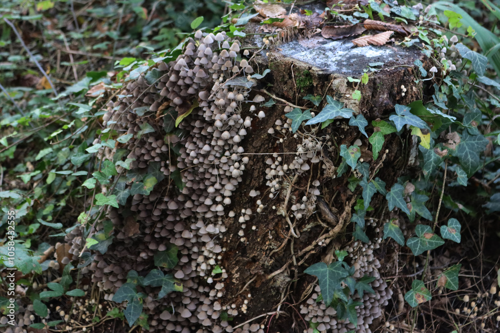 Smalll gray mushrooms on a birch tree trunk in the forest. Coprinellus or Coprinus disseminatus Smalll gray mushrooms on a birch tree trunk in the forest. Coprinellus or Coprinus disseminatus