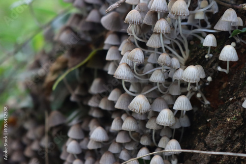 Close-up of smalll gray mushrooms on a birch tree trunk in the forest. Coprinellus or Coprinus disseminatus  photo