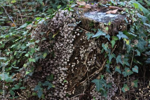 Smalll gray mushrooms on a birch tree trunk in the forest. Coprinellus or Coprinus disseminatus  photo