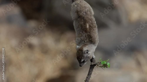 a rock hyrax youngster feeding on leaves