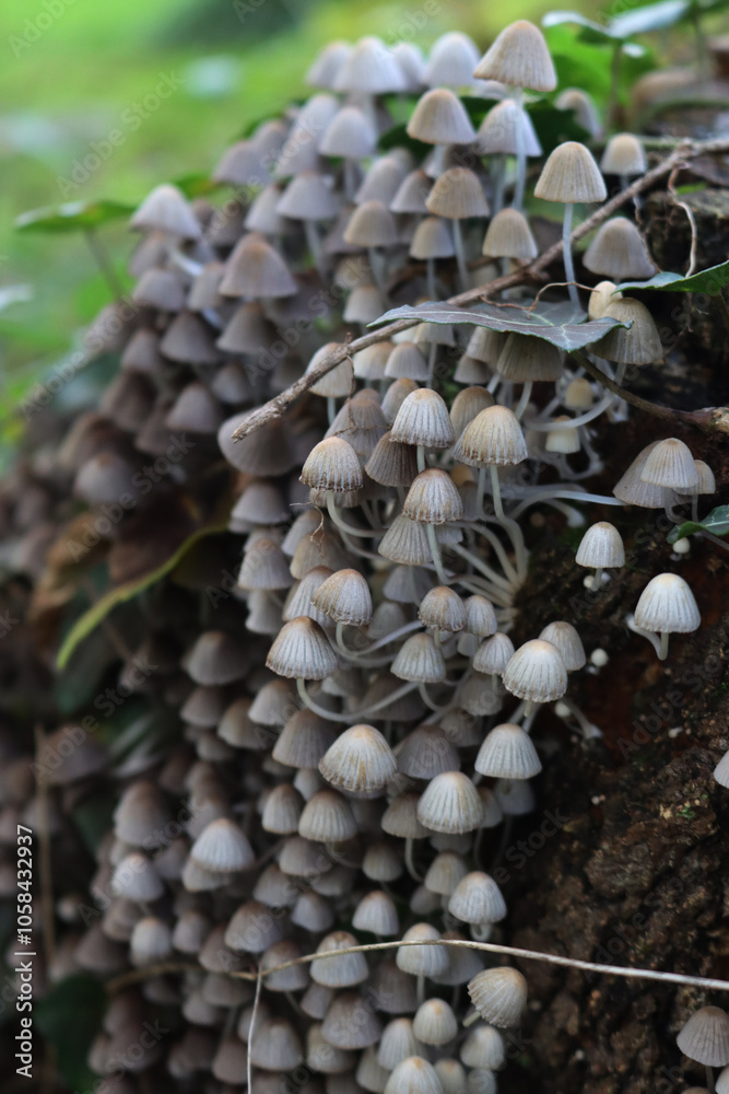 Close-up of smalll gray mushrooms on a birch tree trunk in the forest. Coprinellus or Coprinus disseminatus Close-up of smalll gray mushrooms on a birch tree trunk in the forest. Coprinellus or Coprinus disseminatus