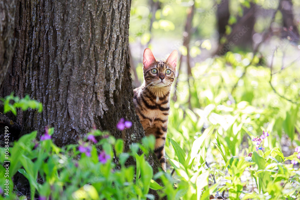 Beautiful bengal cat walking outdoor hunting in the grass among the flowers. Cat looking forward. Vivid photos of pets. Portrait of a cat in spring or summer the forest. Beautiful bengal cat walking outdoor hunting in the grass among the flowers. Cat looking forward. Vivid photos of pets. Portrait of a cat in spring or summer the forest.