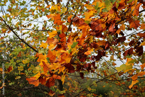 Yellow and orange leaves of Tulip tree in the garden on autumn. Liriodendron tulipifera. Autumn background