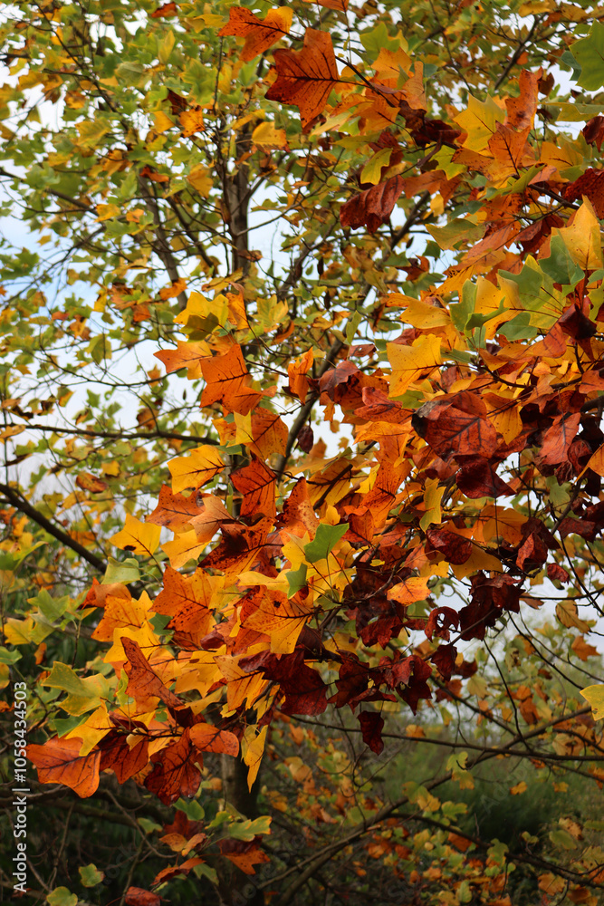 Yellow and orange leaves of Tulip tree in the garden on autumn. Liriodendron tulipifera. Autumn background Yellow and orange leaves of Tulip tree in the garden on autumn. Liriodendron tulipifera. Autumn background