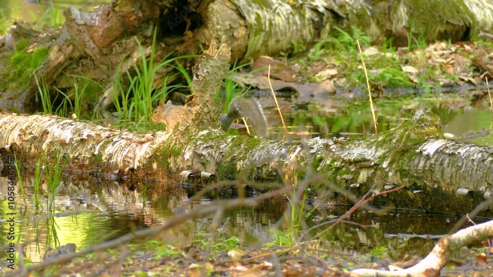 Common Grackle drinks from pond but is disturbed by passing squirrel Common Grackle drinks from pond but is disturbed by passing squirrel