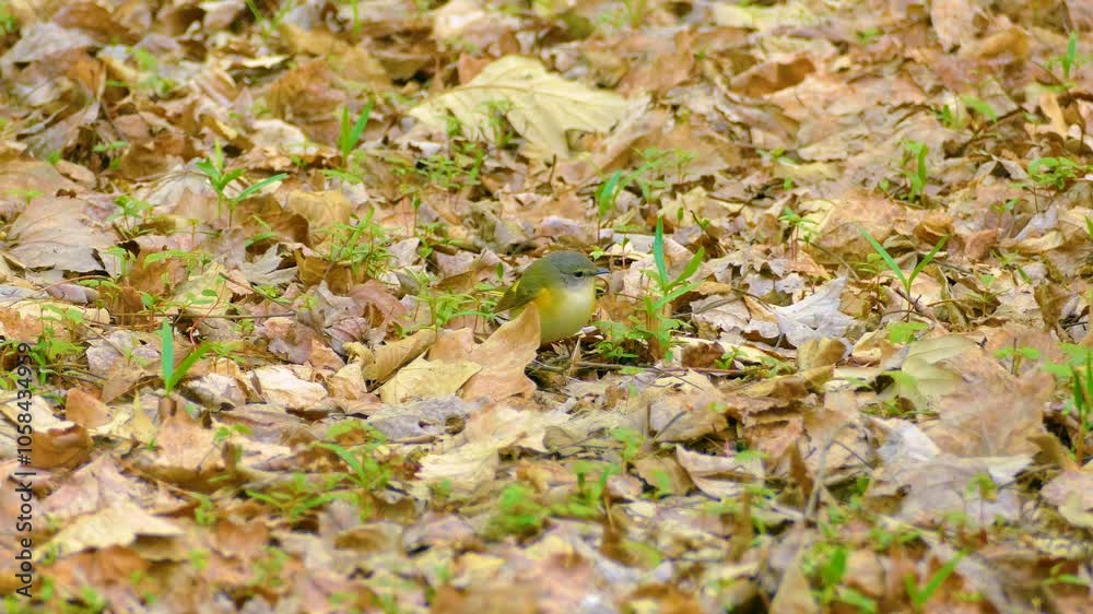 A small female American redstart bird walks on ground covered with dry autumn leaves in Ottawa, Ontario, Canada.