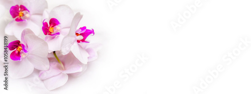 The branch of purple orchids on white fabric background
